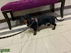 Tweenie Dachshund  Listing Image