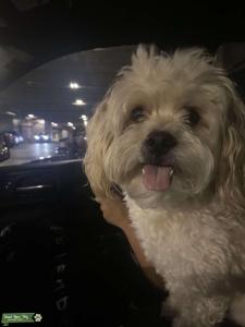 Beige Maltese Listing Image