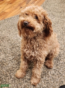 He's quite the stud Listing Image
