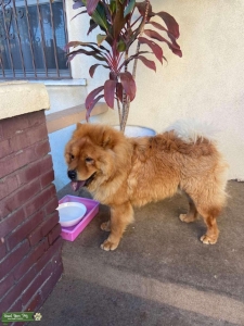 Big fluffy Listing Image