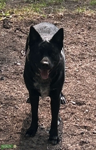 Stud Available - Strong Farm Pups Listing Image