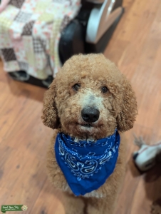 Anakin, our handsome standard Goldendoodle boy is looking for a beautiful girl Listing Image