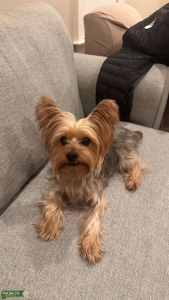 ????✨ Teacup Yorkie Stud Available! ✨????  Adorable male Teacup Yorkshire Terrier with papers available for stud service! ???? Healthy, friendly, and beautifully coated ???? Perfect temperament and small build ???? Stud fee: Pick of the litter  Looking fo Listing Image