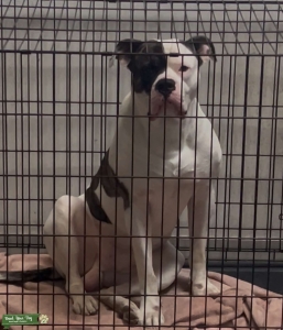 White/Brindle purebred American Bulldog Stud Listing Image