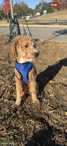 AKC Mini Poodle - Apricot 14lbs - Teddy Bear Coat. Great Structure, Gentle and Calm. Listing Image