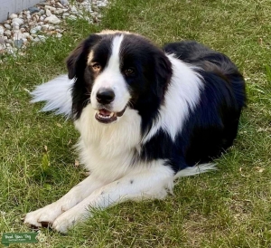 AKC Male Border Collie Stud Listing Image