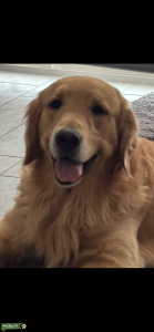 AKC GOLDEN EMBARK CLEARED Listing Image