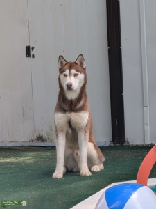 Male Siberian Husky Listing Image