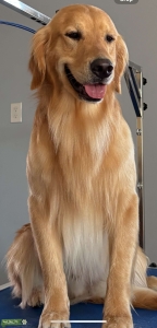AKC GOLDEN EMBARK CLEARED Listing Image