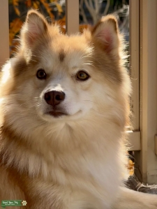 Buck the Pomsky Listing Image