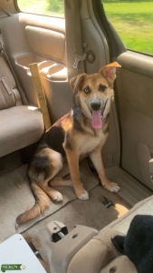 Female looking to Breed trade 1-2pups in litter Listing Image