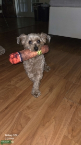 Apricot Malteese Poodle Listing Image