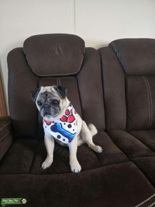 Fawn Pug Listing Image
