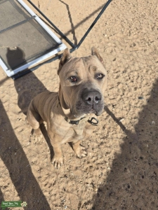 Cane corso  Listing Image