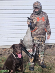 AKC Chocolate Lab Listing Image