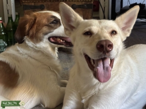3 1/2 year old girl looking to have puppies Listing Image