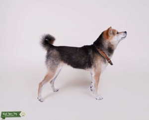 Looking for stud for first litter Listing Image