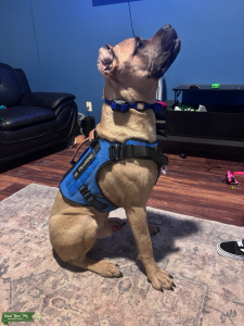 Cane Corso Stud Available – 1 Year Old | 110 lbs | 28” Tall Listing Image
