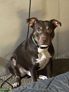 Tri color American pit bull  Listing Image