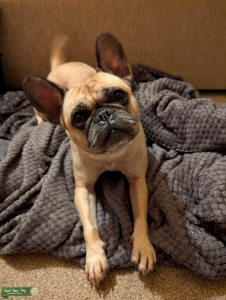 Frenchie x Pug seeks husband  Listing Image