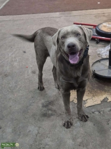 Silver lab AKC Listing Image