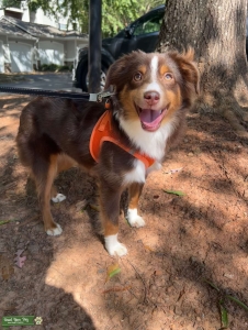 Miniature Australian Shepherd  Listing Image