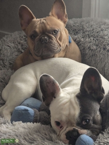 French Bulldog Studs Listing Image