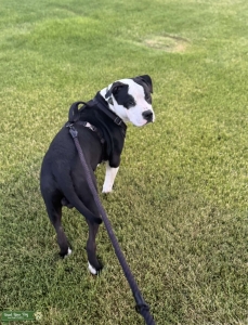 Blk&wht male Staffy Listing Image