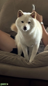 Cream female shiba inu looking for breed standard stud Listing Image