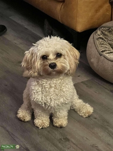 Sweetest male cavapoo Listing Image