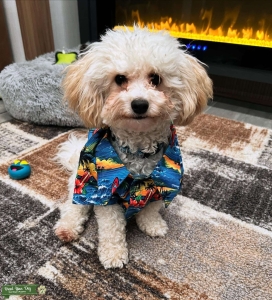 Bob Bichpoo Listing Image