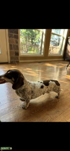 Chocolate Cream Pie Doxie Listing Image