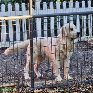 English Cream Golden Retriever Listing Image