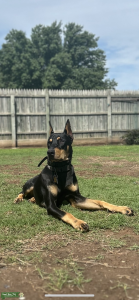 ???? Stud Service – Draegan, American Pinscher Doberman ???? Listing Image