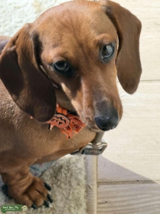 Red Female Dachshund  Listing Image