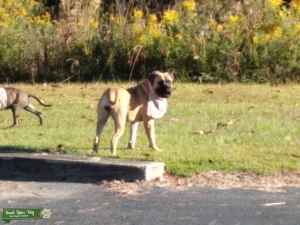 Fawn /Female BullMastiff Listing Image