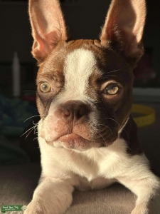 Red Boston looking for a girl  Listing Image