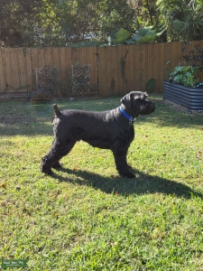 AKC Giant Schnauzer Male Looking to Date. Listing Image