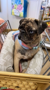 Merle Brindle Female blue eyed Pug- Cream looking to breed Listing Image