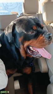 Rottweiler stud Listing Image