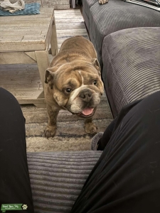 Brindle English Bulldog Stud Listing Image