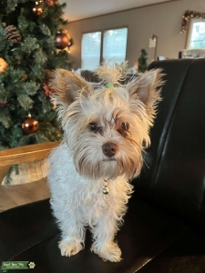 Parti-yorkie Listing Image