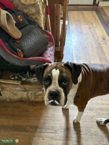 Brindle boxer Listing Image