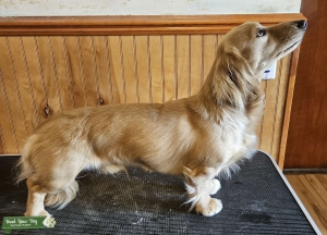 Stunning Shaded Cream long hair male Listing Image