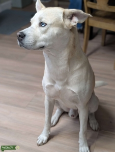 Handsome Husky Pit  Listing Image