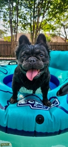 Sir Nicholas “Little Nicky” – AKC Registered | Full Fluffy Listing Image