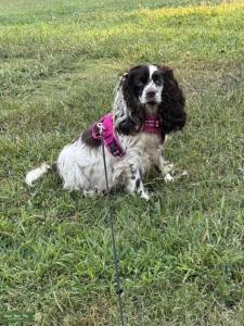 AKC American Cocker Spaniel (F) Listing Image