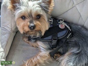 Male Yorkie Looking for Female Mate Listing Image