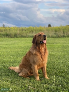 AKC Golden Retriever  Listing Image