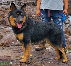 Black and Tan long coat GSD mix Listing Image